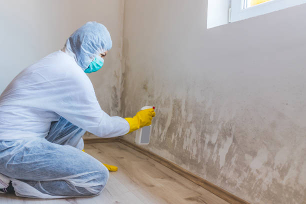 Licensed Mold Testing service in Henderson, CO - WQB Mold Removal
